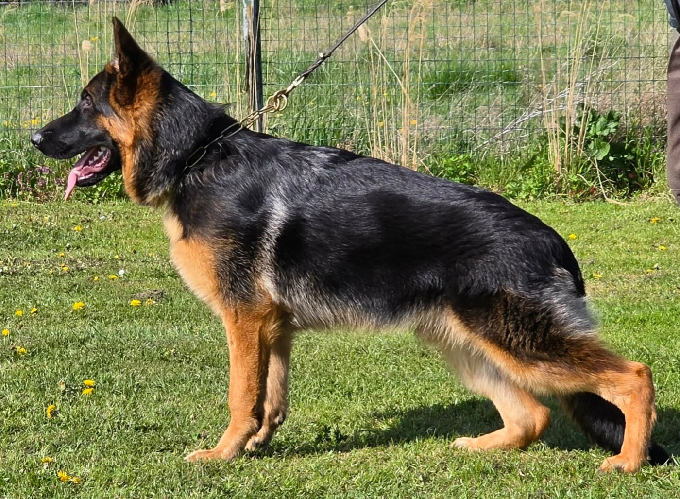 Alpha du repaire du Berger Allemand