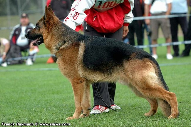 generale