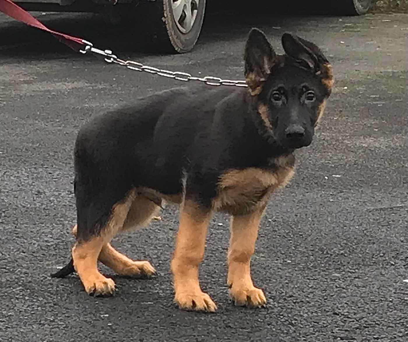 du repaire du Berger Allemand - Chiots disponibles - Berger Allemand