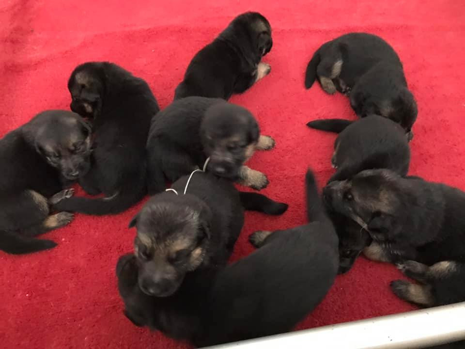 du repaire du Berger Allemand - Chiots disponibles - Berger Allemand
