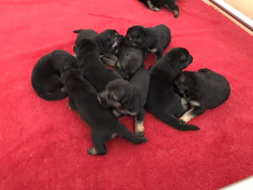 Chiot Berger Allemand du repaire du Berger Allemand