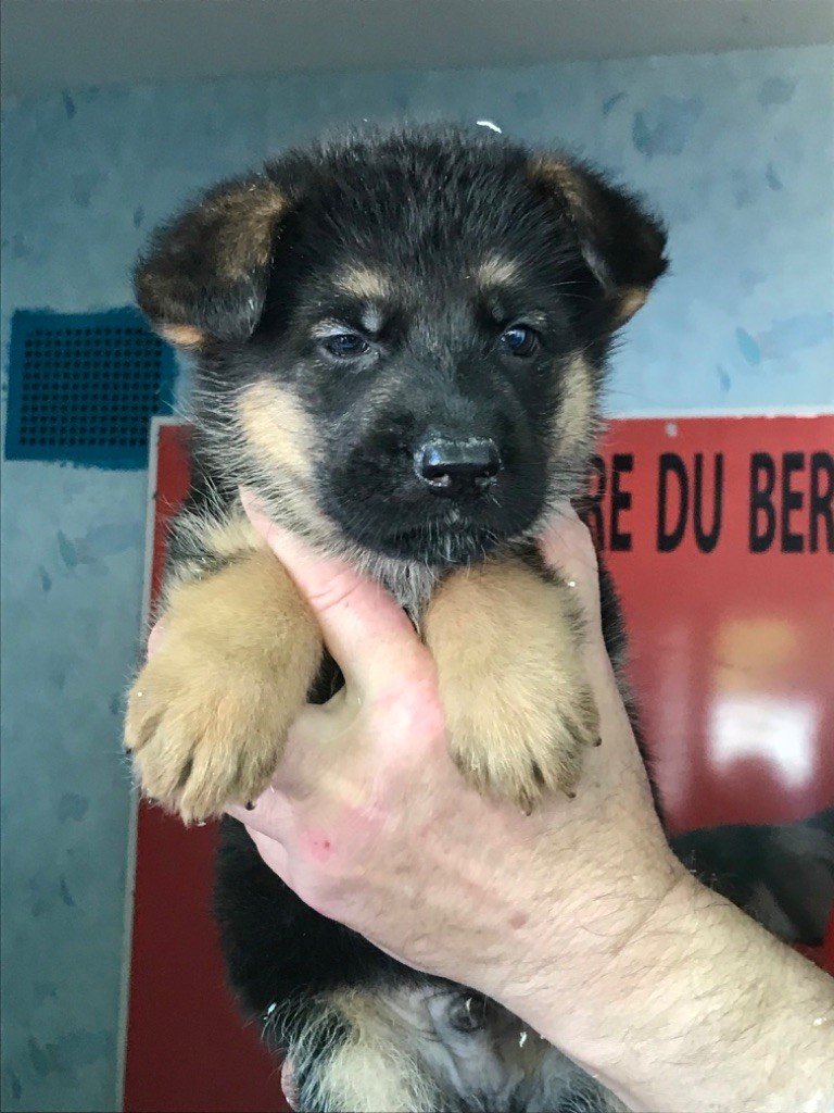 du repaire du Berger Allemand - Chiots disponibles - Berger Allemand
