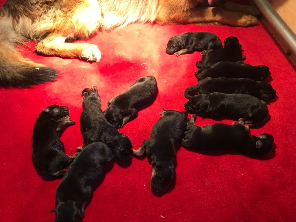 du repaire du Berger Allemand - Chiots disponibles - Berger Allemand