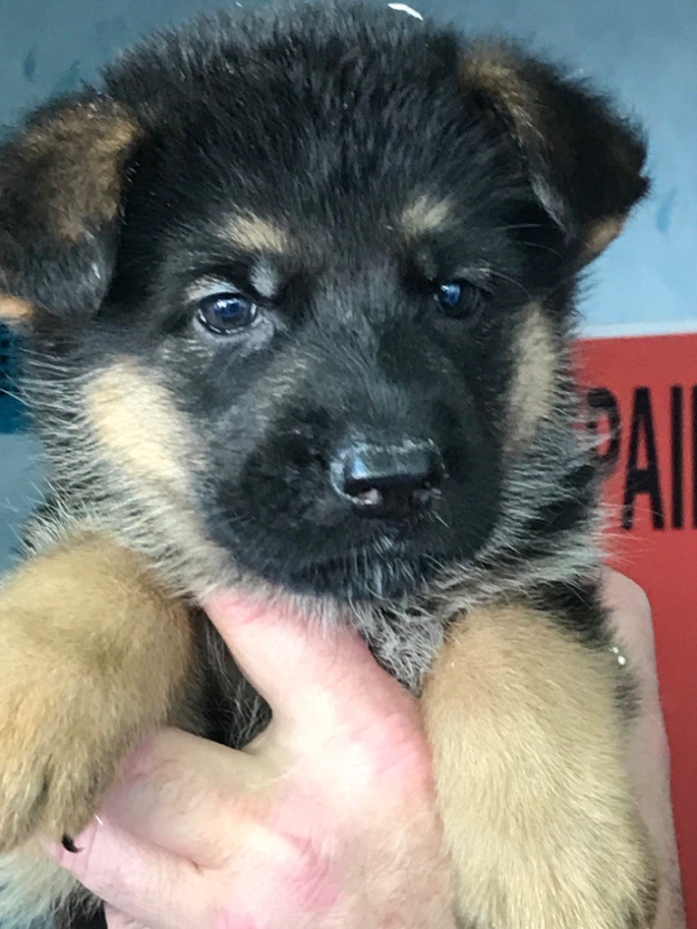 du repaire du Berger Allemand - Chiots disponibles - Berger Allemand