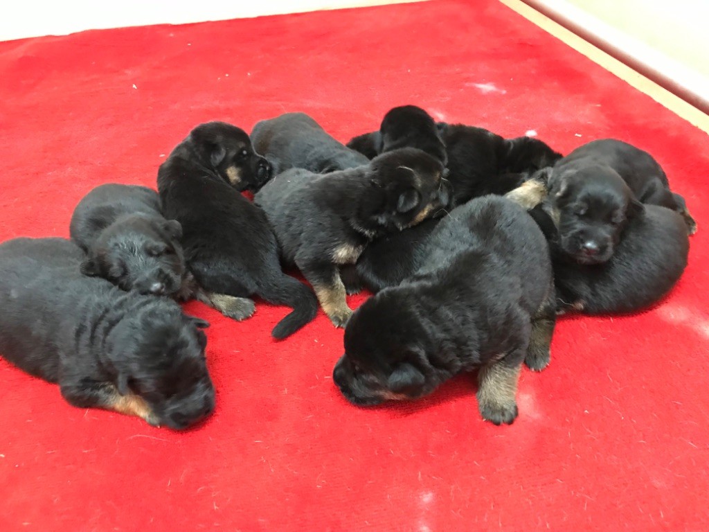 du repaire du Berger Allemand - Chiots disponibles - Berger Allemand