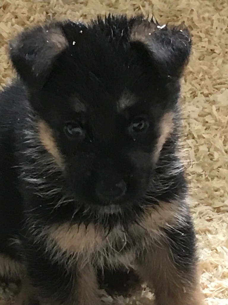 du repaire du Berger Allemand - Chiots disponibles - Berger Allemand