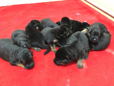 CHIOT 2