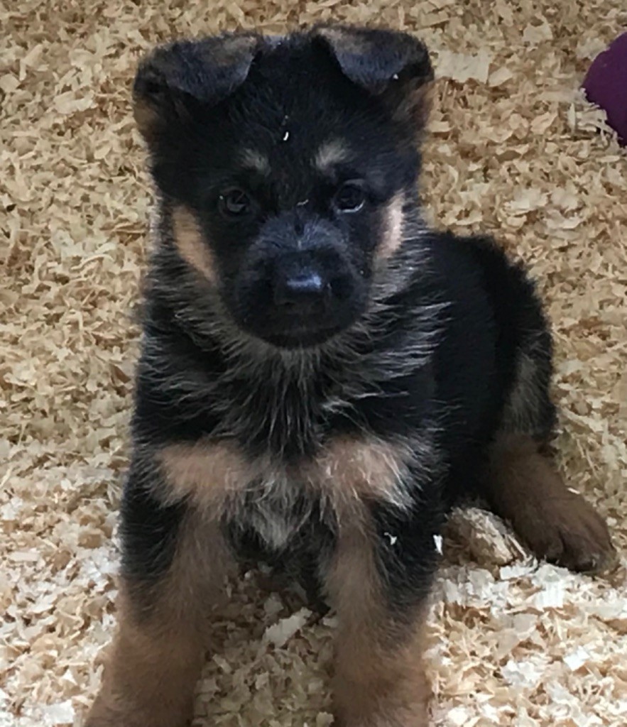 Chiot Berger Allemand du repaire du Berger Allemand